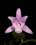 Lc. Harri-anceps